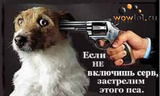 Собака