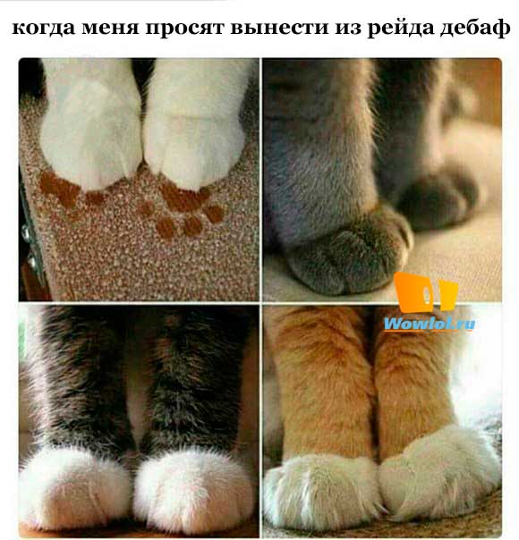 котики мои